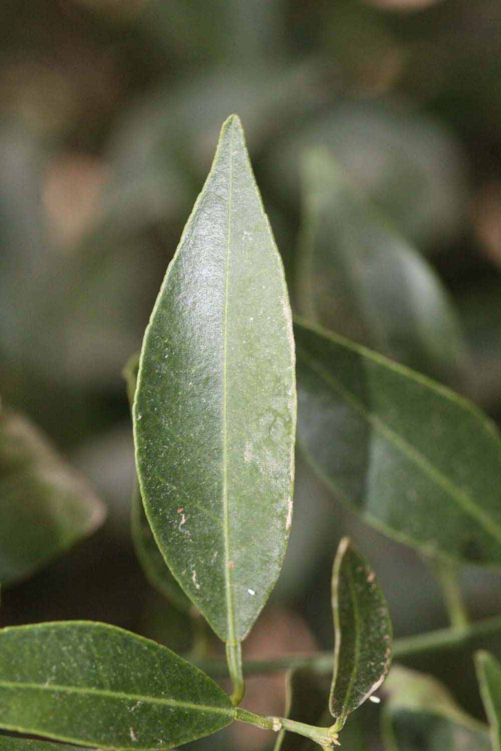              Unifoliolate leaf (Riverside, CA)       